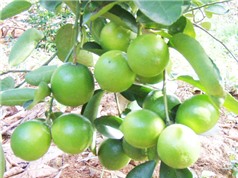 Xác định ba loài tuyến trùng gây hại chính trên cây chanh giấy Tiền Giang